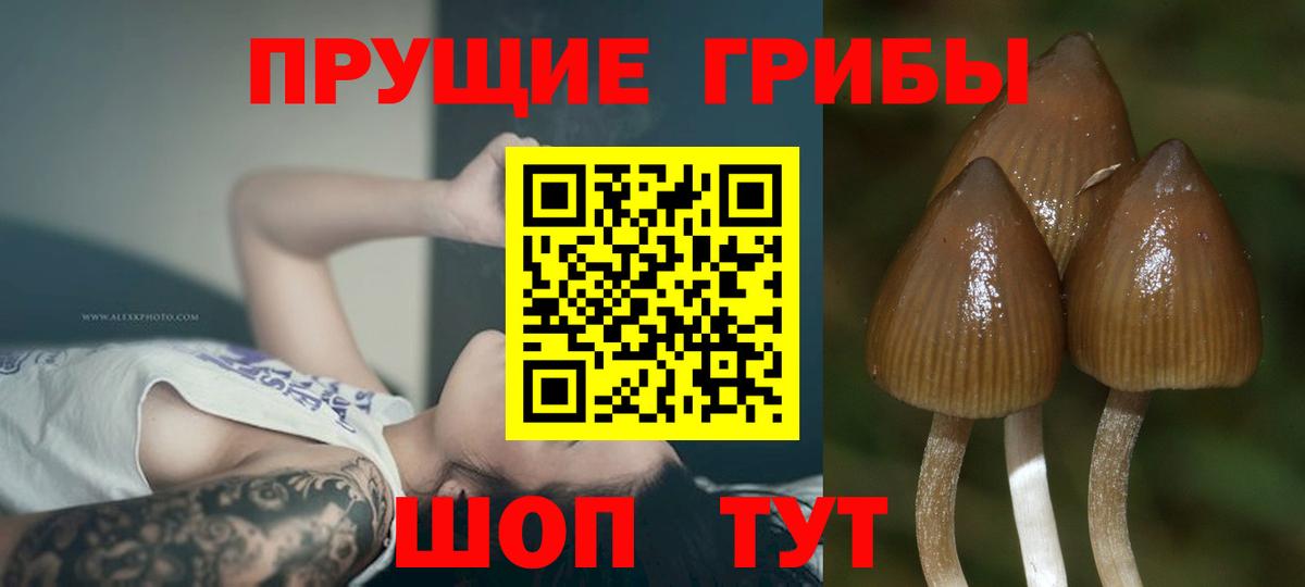 Нижнекамск  Галлюциногенные грибы Psilocybe  Вход с VPN  Псилоцибиновые грибы GOLDEN TEACHER 